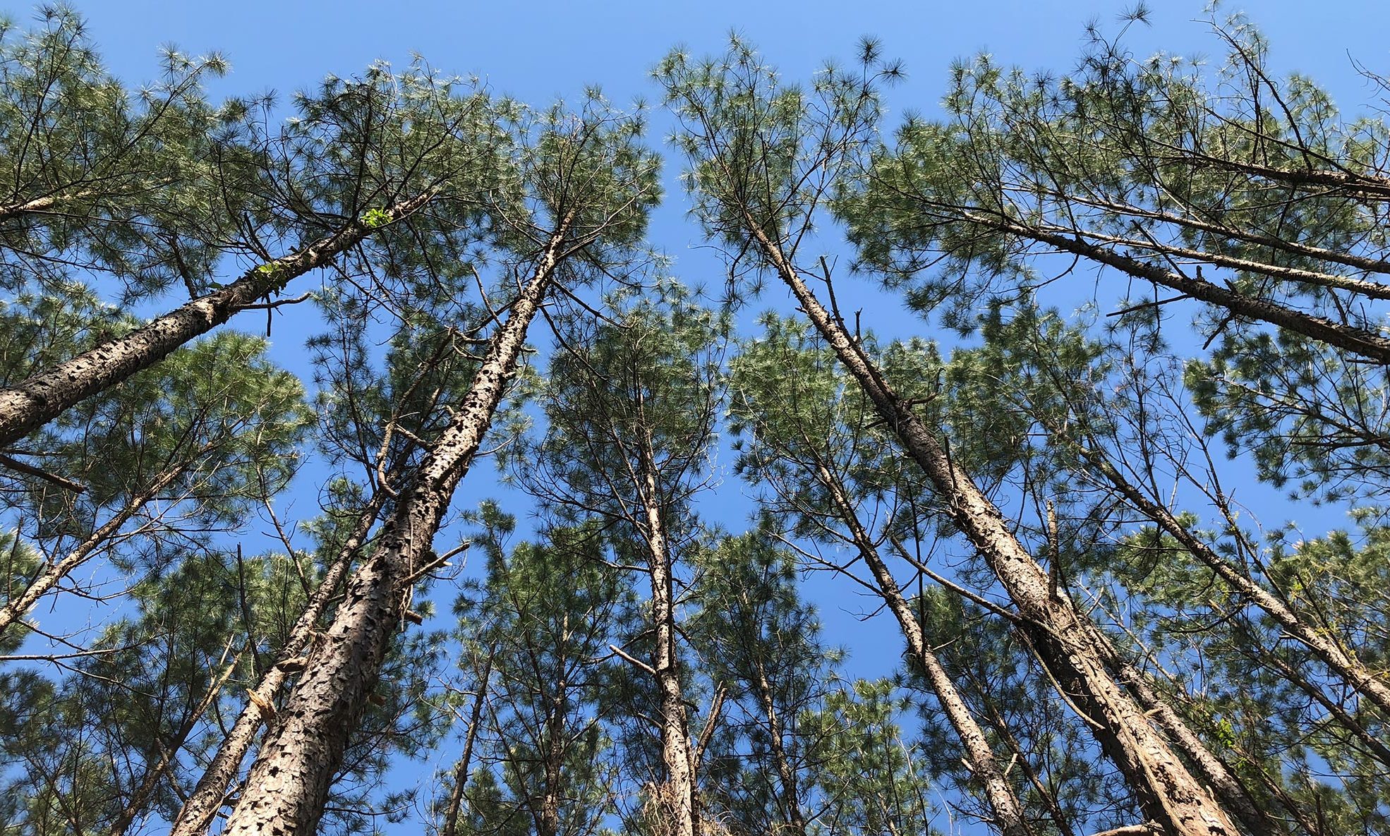 Cogent Forest Products — play video