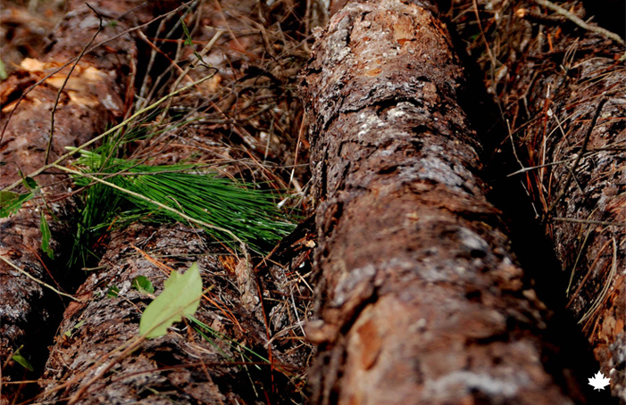 Woody biomass